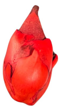 Favas De Pomba Gira Semente Umbanda Candomble - 3 Unidades