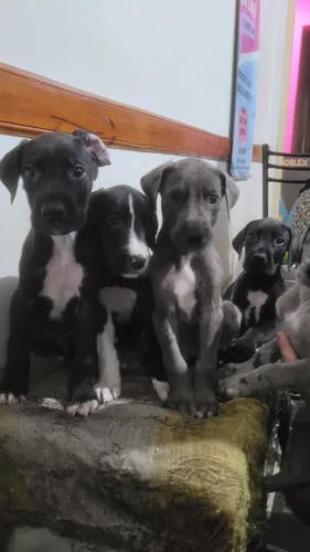 Cachorros Gran Danés .