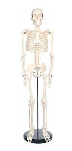 Modelo De Esqueleto Humano Para Anatomía Mini 33.4 Pulgadas