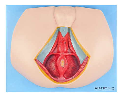 Assoalho Pélvico Masculino Anatomia Humana Estudo Fisiologia