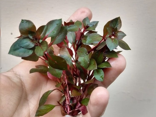 Ludwigia Súper Red Mini Planta Acuática