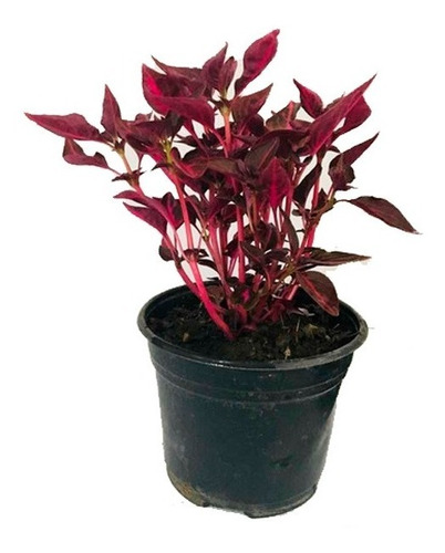 Planta Iresine O Irisine Hojas De Sangre 10 Pz Para Arbusto | Meses sin  intereses