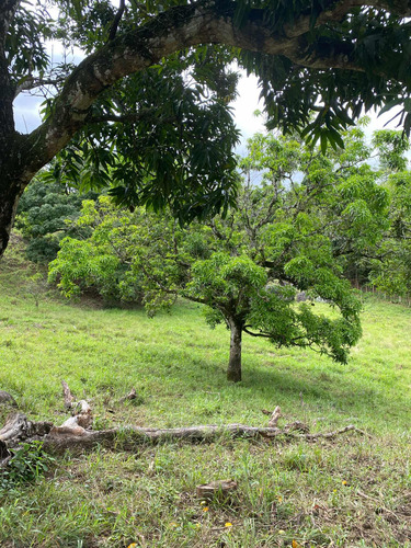 Terreno Com Pomar E Nascente