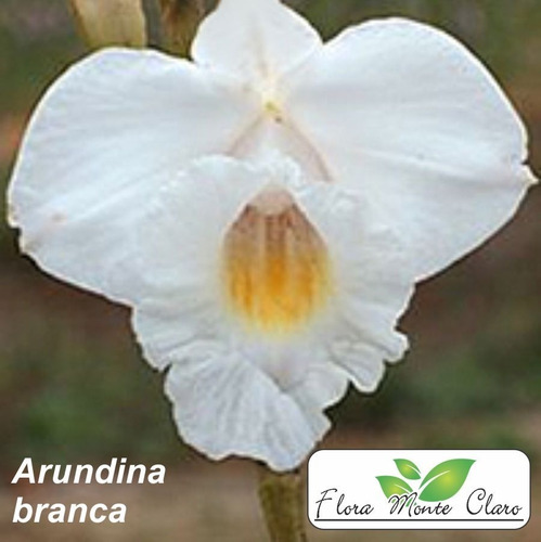 Orquídea Bambu - Arundina - 3 Cores Para Escolher - 3 Mudas | Parcelamento  sem juros