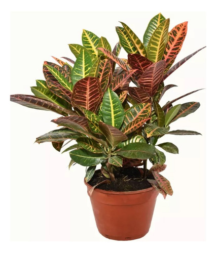 Croton Monalisa Planta Interior Exterior M19 