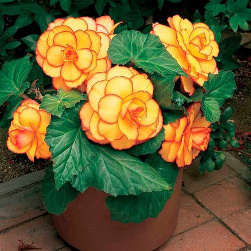 Bulbos De Begonia Coleccion 5 Colores Imp. Holanda