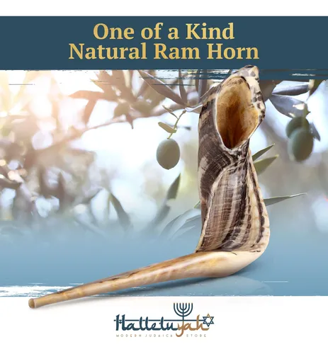 Cuerno De Carnero Shofar Halleluyah De 14 A 16 Cm, Kosher, I