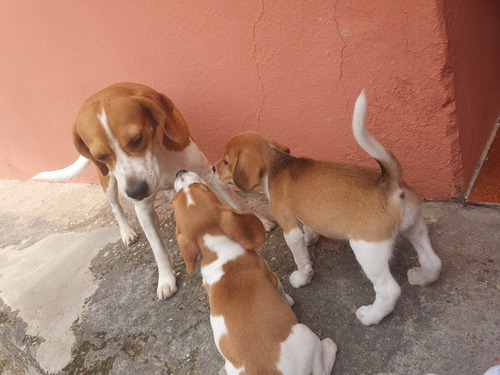 Filhotes De Beagle