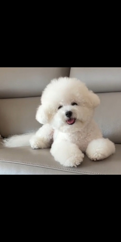 Bichon Frise 