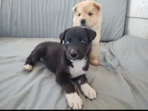 Comprar Husky Siberiano Cruza Chow Chow