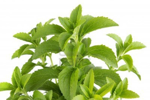 Stevia Rebaudiana Adoçante Natural 20 Sementes P/ Mudas
