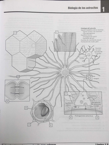 Netter Cuaderno De Neurociencia Para Colorear Libro Ori