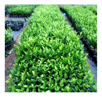 Comprar Semilla Limon Ornamental Cerca Viva 14000 Semillas Y A