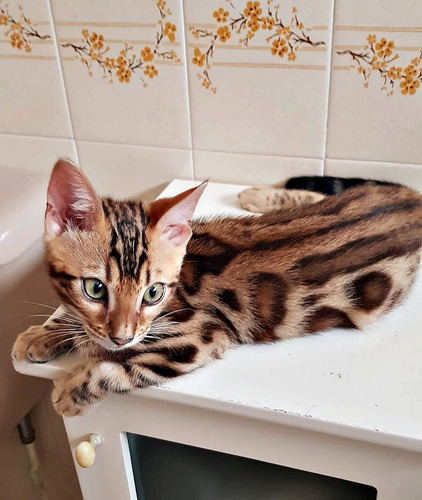 Gatito Bengal - Excelente Pedigree - Entrega Inmediata