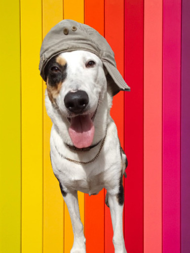 Balto, Cachorrón De 1 Añito Y Medio, Bello Y Juguetón, Adopc
