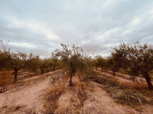 Finca En Coquimbito