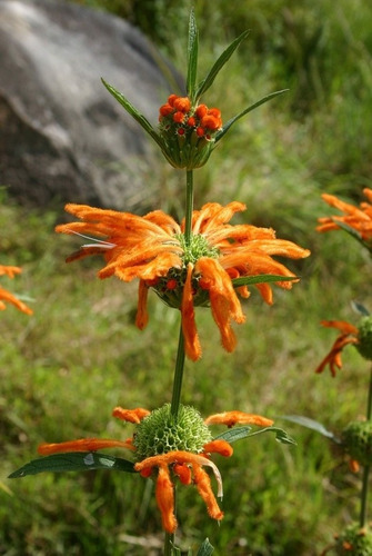 Planta Leontis Leonurus -cola De Leon-