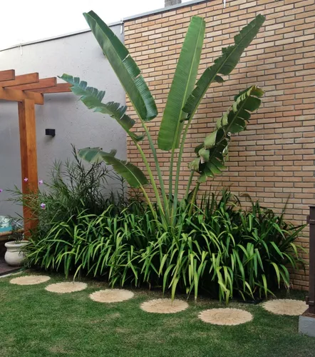 Muda de Ravenala Altura de 0,40 cm a 0,80 cm Palmeiras AMK - Jardinagem e  Paisagismo