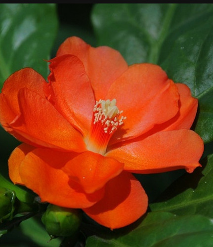 No Semilla Pereskia Bleo Flor Anaranjada Envío Gratis!!