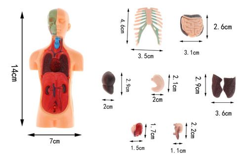 1 Pieza Modelo De Torso De Cuerpo Humano De Ciencia 3d Kt De