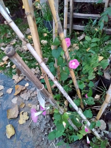 Trepadora Nativa - Enredaderas Con Flor - Campanilla Púrpura