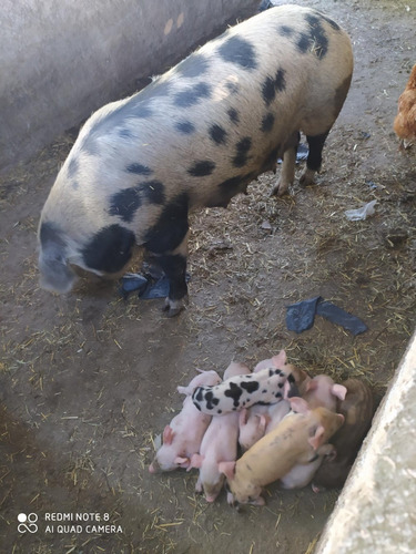 Vendo Buen Campo Con Casa Y Galpón Tajamarar Para Riego!!!