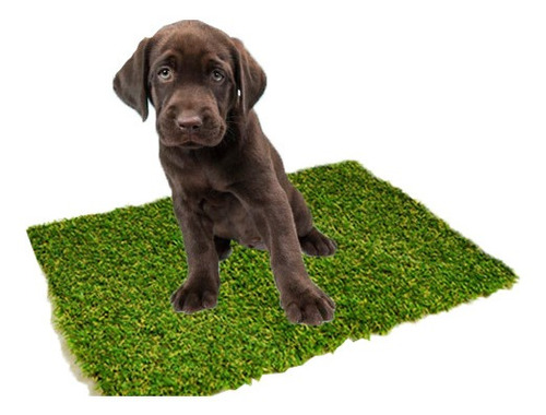 Imagem 1 de 8 de Tapete Grama Higiênico Para Cães Sanitário Pets Premium Dog