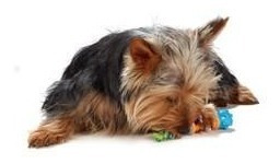 Imagen 5 de 6 de Juguete Para Perros Cachorro Mordedor De Goma Y Trenzas