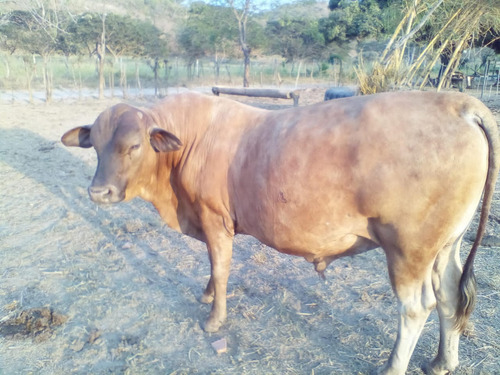Se Vende Granja En El Estado Carabobo Ve02-1321carab-mtru