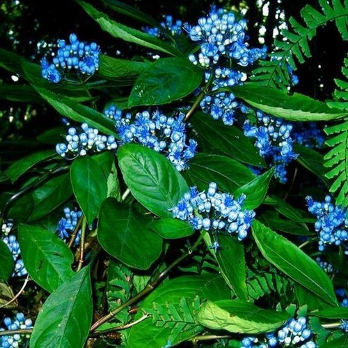 Sementes Hortênsia Tibetana Medicinal Rara Dichroa P/ Mudas