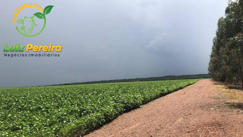 Imagem 6 de 15 de Fazenda À Venda Em Lagoa Do Tocantins-to-de 205 Alqueirões (dupla Aptidão) - 1816