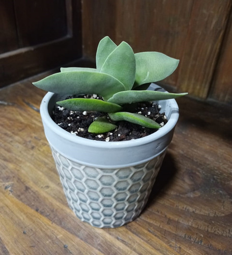 Suculenta Crassula Falcata - Aleta De Tiburón