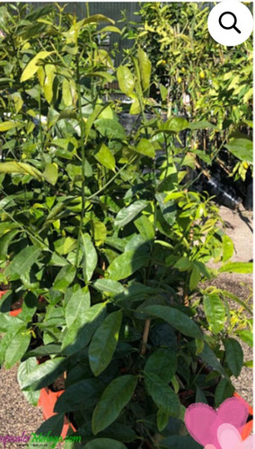 No Semilla Zapote Negro Raro Exótico Envio Gratis!!