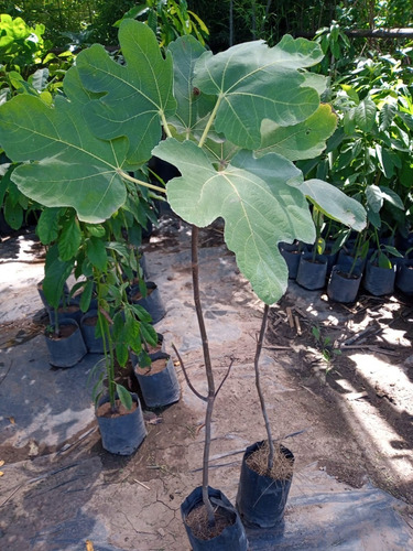 Imagen 2 de 10 de Higuera - Arbol De Higos Negro - E.gratis Caba.gba