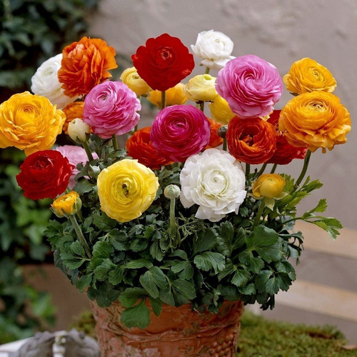 Imagen 1 de 5 de Bulbos De Marimonia Tomer Israel Enanas Flores Gigantes X5 B