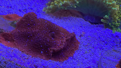 Coral Marino Vivo Actinodiscus Ultra Red Discosoma