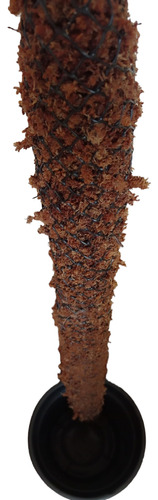 Tutor De Musgo Sphagnum Natural 100cm 