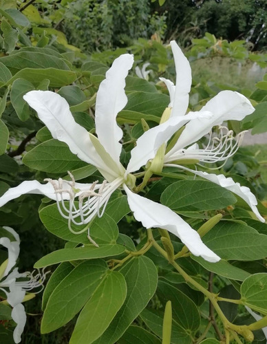 Planta De Arbol De Pezuña De Vaca Bauhinia Candicans 