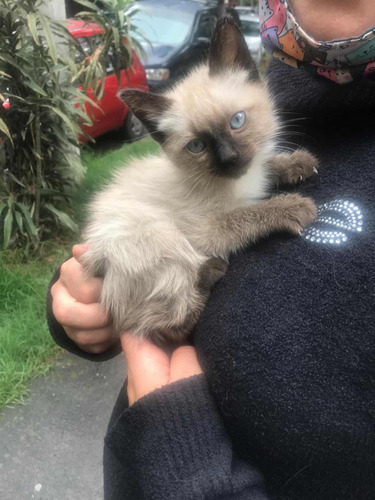 Gatitos Siamés Hermosos