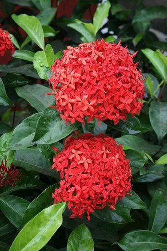 100 Sementes De Mini Ixora Chinesa Vermelha