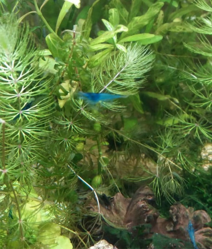 Imagen 3 de 6 de Gambas Camarones 5 Azul Neocaridinas