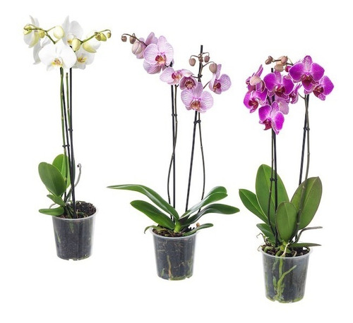 Orquídea Phalaenopsis Multiflora Variedades