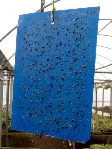 X 10 U Trampas Cromáticas Atrapa Insectos Trips # Chica
