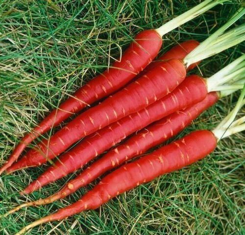 50 Semillas De Zanahoria Roja