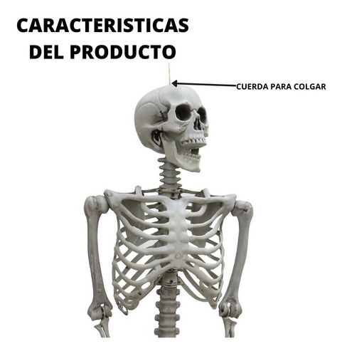 Imagen 3 de 9 de Decoracion Esqueleto Halloween 1.85 Mts Extremidades Moviles