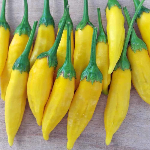 10 Sementes De Pimenta Lemon Drop Pepper Aji Chili Capsicum