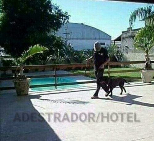 Imagem 3 de 10 de Adestrador De Cães