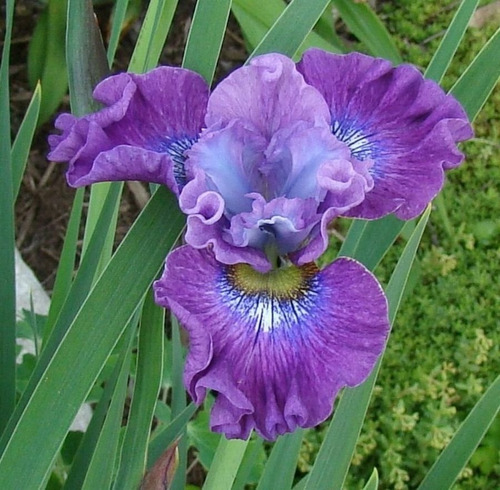 Mix Colores 20 Semillas De Orquidea Iris | Cuotas sin interés