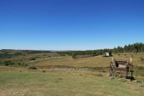 Venta Campo 60 Ha Con Olivos