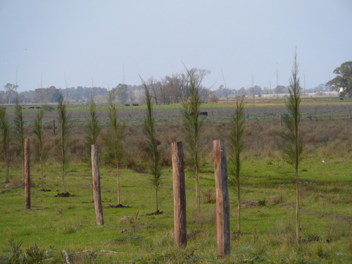 Casuarinas De 150/180 Cm En Macetas De 4 Lts - Vivero Kirken